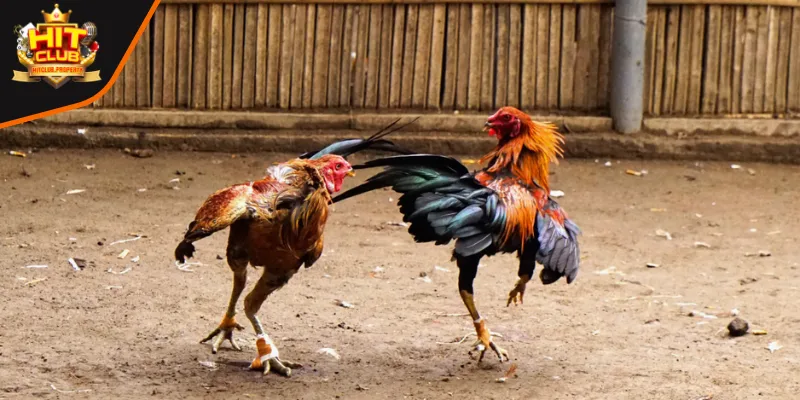 Sự chuyên nghiệp và minh bạch